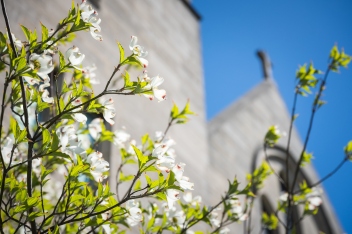 Flowering trees outside St. Johns Lutheran Church on Tuesday, April 21, 2020, in St. Louis. LCMS Communications/Erik M. Lunsford